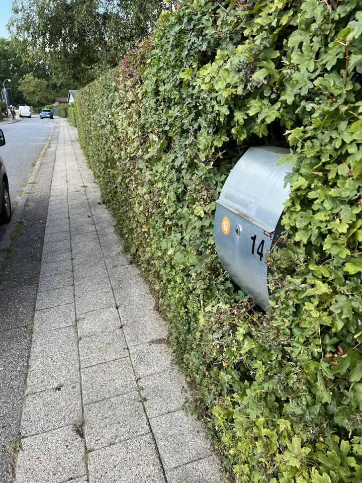 Smal flisegang langs en tæt hæk